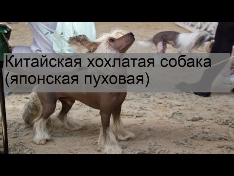 Китайская хохлатая собака (японская пуховая)
