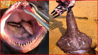 Catching Seafood 🦐🦀 Deep Sea Octopus (Catch Crab, Catch Fish) - Tik Tok #10