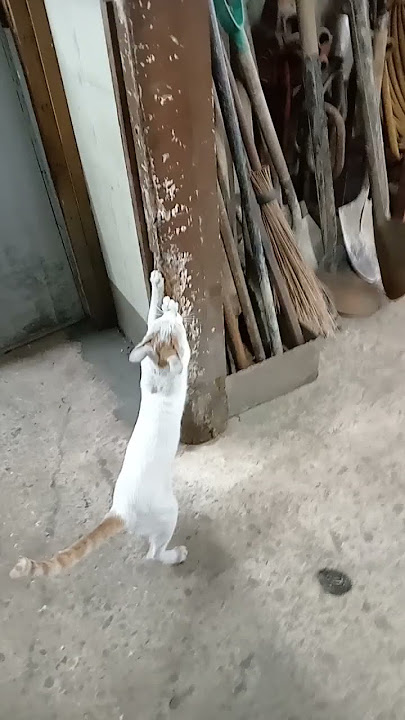 APT Cat Lover! ang puti puti ang puti puti🤣😂✌️
