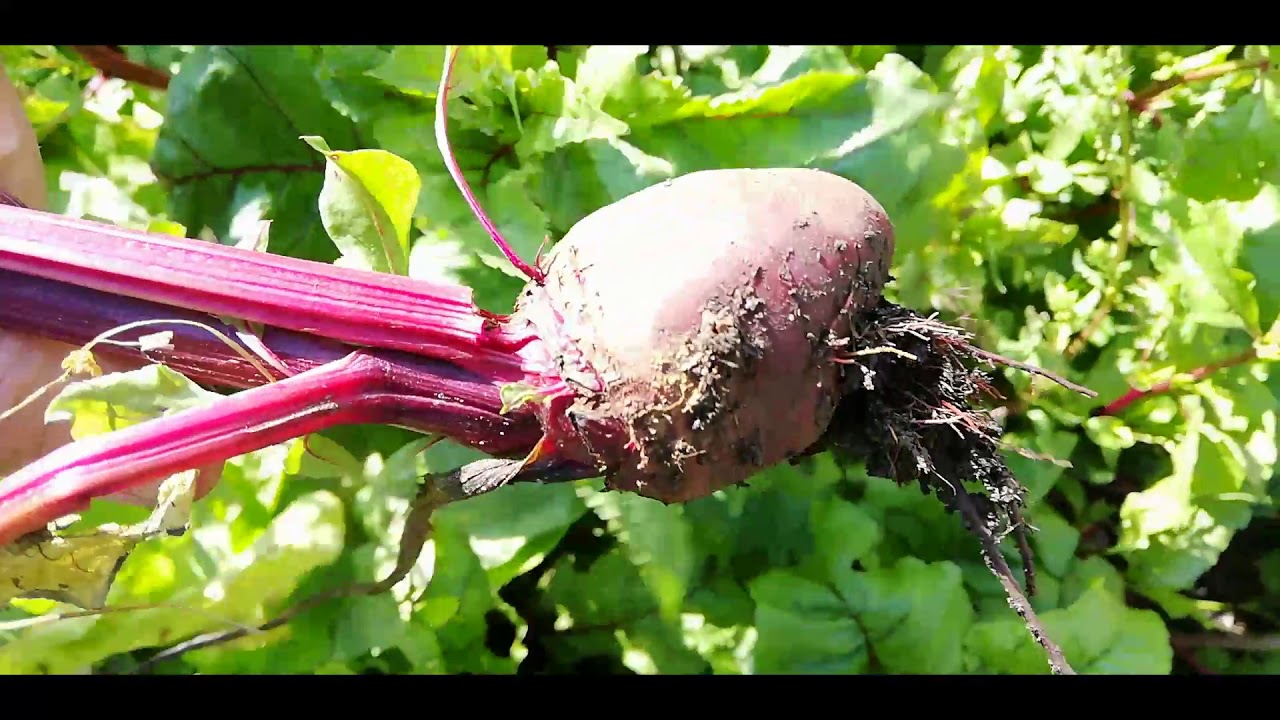 Garden Update: Pests, Problems and Planes
