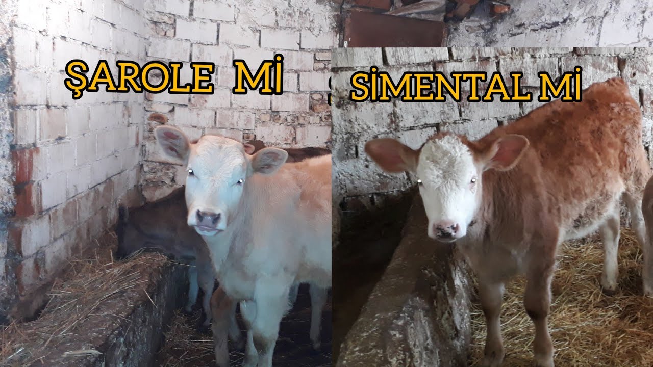 Melezlemede #şarole# mi #simental# mi ?