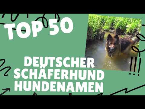 Video: Gute Schäferhund-Namensideen