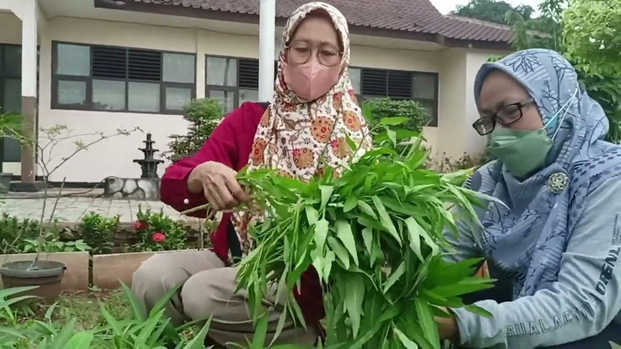 SMPN 2 BUNGURSARI - PANEN KANGKUNG
