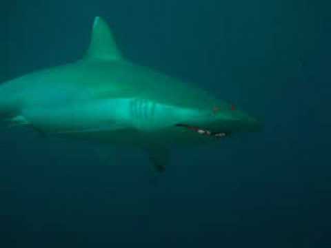 Tiburón