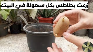 زراعة البطاطس بكل سهولة في المنزل_البلكونة الخضراء_