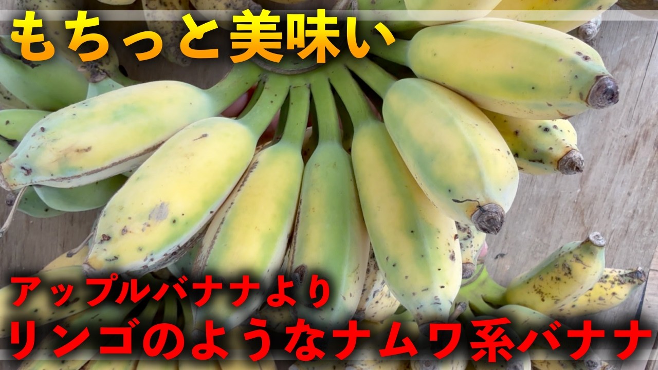 This is it!!!! Nam Wa-style apple bananas!!!! - YouTube