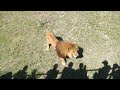 Угостили вдоволь Алекса! They treated the lion to its fullest!