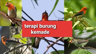 Terapi burung kemade, burng kemade bakalan burng kemade stres langsung nyaut bunyi