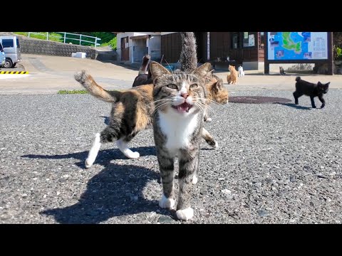 猫島に到着した瞬間、港の猫たちから熱烈なお出迎えを受けた🐾💖