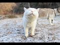 薄雪道さんぽ The cat walk snowy road 191230