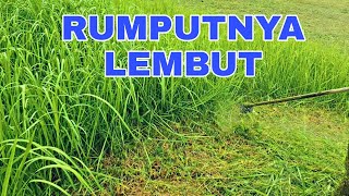 POTONG RUMPUT  BASAH RASANYA LEMBUT  //  CUT THE WET GRASS IS SOFT screenshot 3