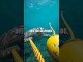 Global Deep Quest: A Diver’s Conservation Odyssey Reimagined