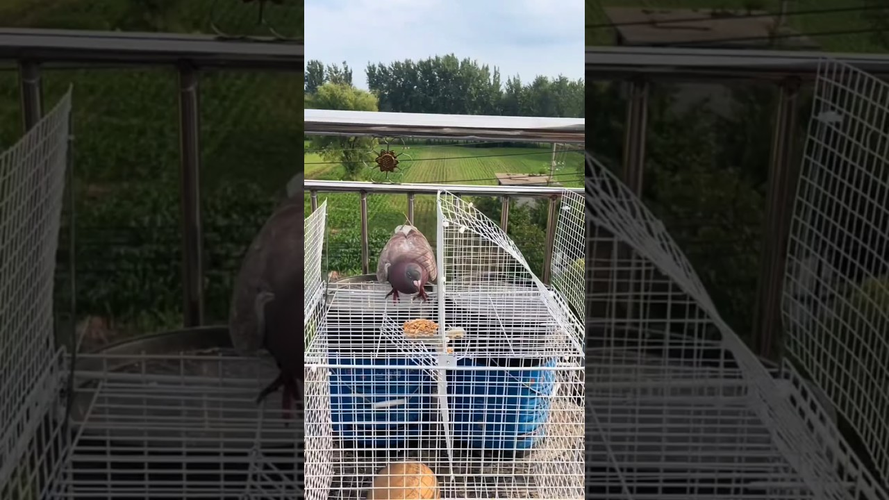 Smart and Effective Live Pigeon Trap Demonstration! 