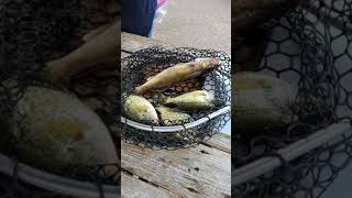 Rivers Edge cleaning table Dog Days of Summer Fishing Guide Service