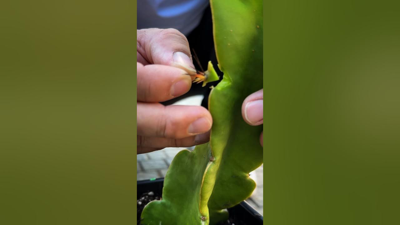 I made a Frankenstein dragon fruit plant…
