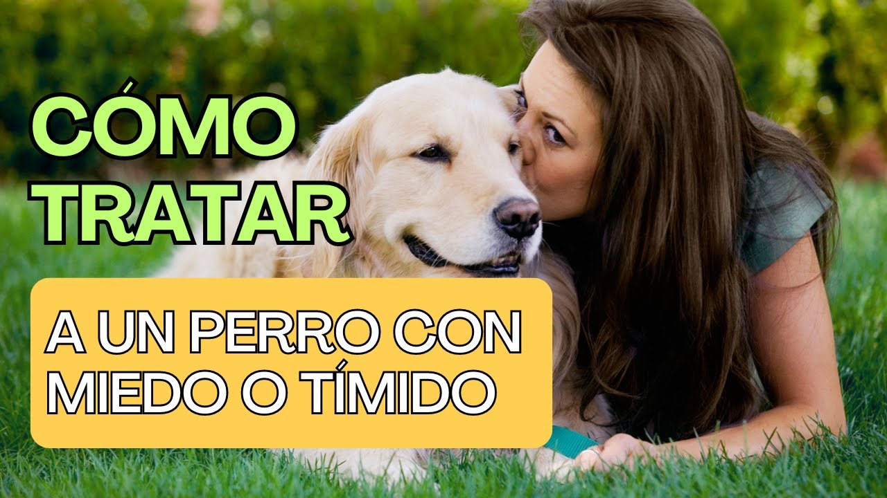 Cómo tratar a un Perro Tímido o Miedoso