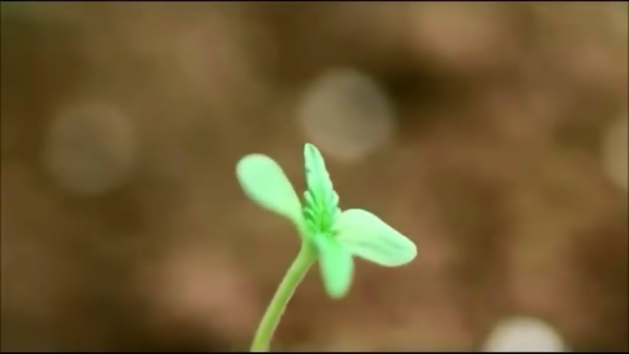 Kay's strawberry tea