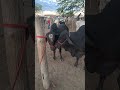 preço do gado na véspera de feira em tabira pe