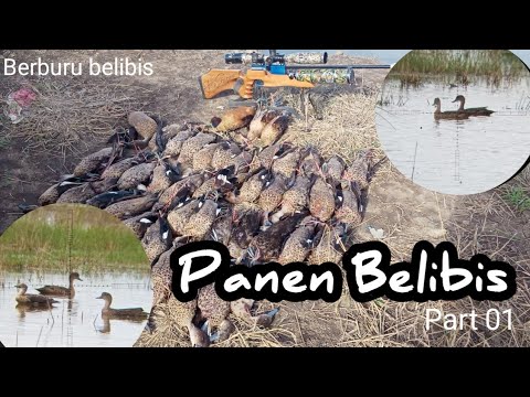 Panen Belibis Tambak Part 01 