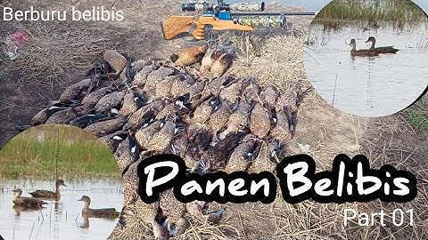 Panen Belibis Tambak Part 01