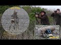 Hunting gold medal roebuck in Backa Palanka