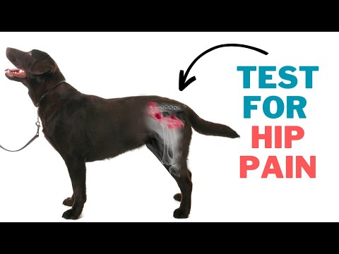 Dog Hip Arthritis - How to check your dogs hip