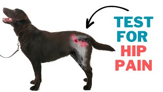 Dog Arthritis Back Legs - How To Check Your Dogs Hips For Arthritis