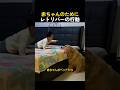 赤ちゃんのためにレトリバーの行動