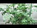 diy hydroponics tomatoes