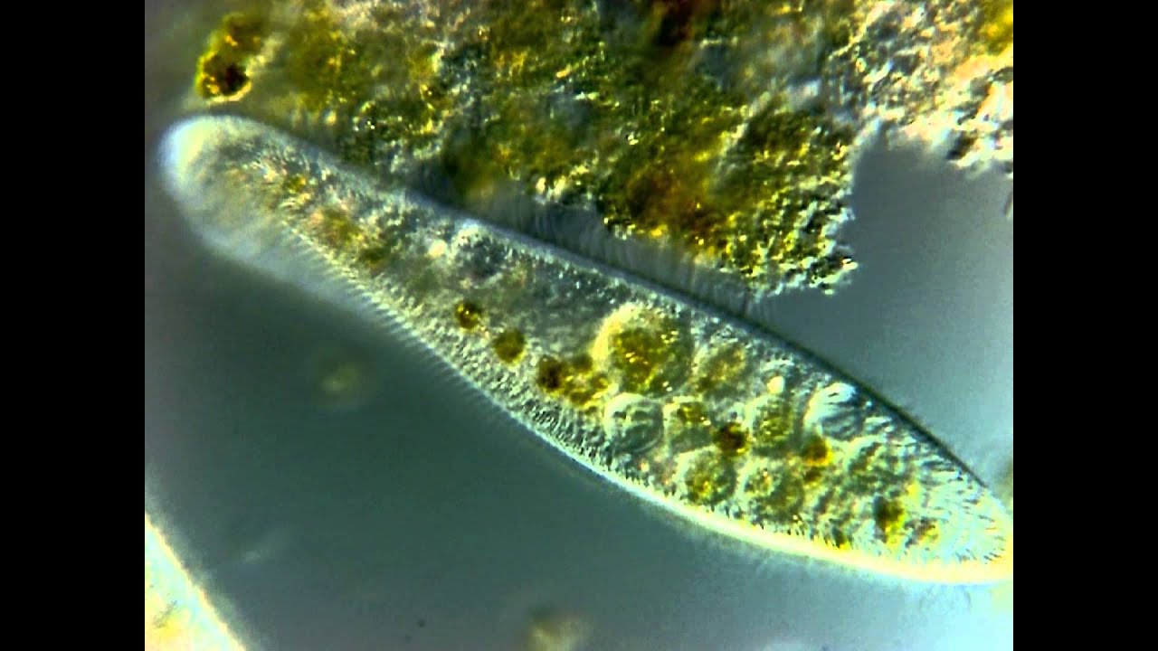 Paramecium