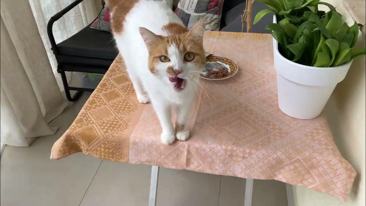 🐈Cat does not want to eat its food, but only wants to eat treats🍽🐾