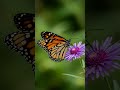 #butterfly #amazingfacts #factsuniversal #ytshorts
