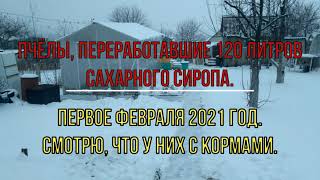 Часть 4. Что будет с пчелиной семьёй, переработавшей 120 литров сахарного сиропа.