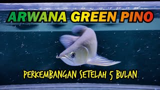 UPDATE!!! Perkembangan Arwana Green Pino 30cm