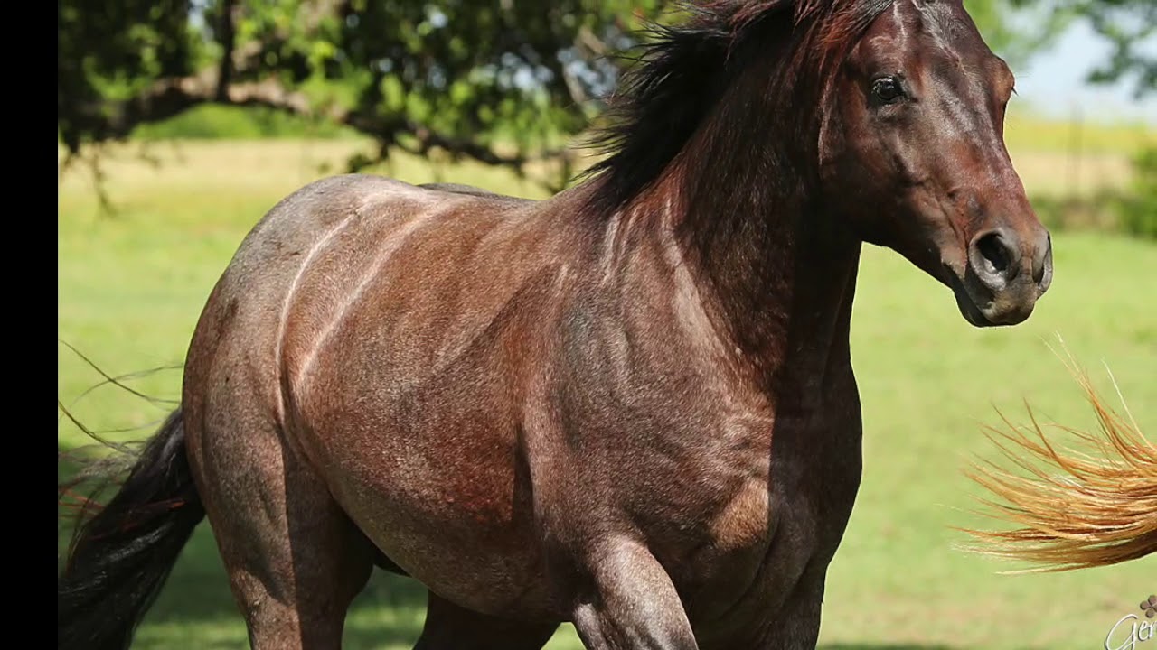 2012 bay roan Quarter gelding YouTube