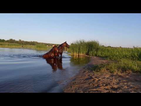 Video: Agrīnie Zirgi ēd Grauzdētus Augļus, Nevis Zāli