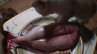 マダイ Fish balloon