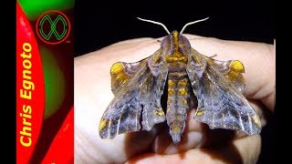The Secretive Blinded Sphinx! Amazing Insects