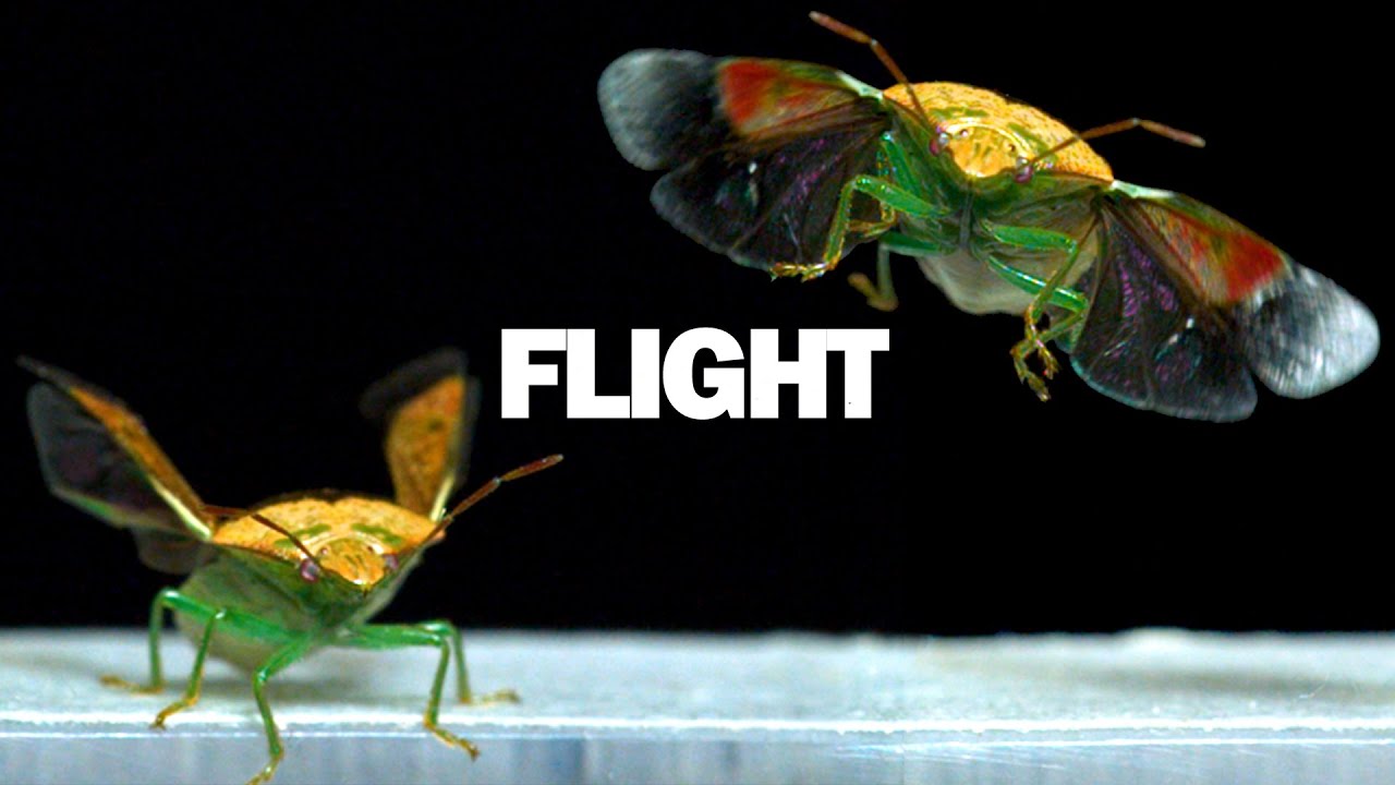 洋書 INSECTS IN FLIGHT 昆虫の飛行 大型写真集 Extraordinary Portraits of Insects in Flight - YouTube