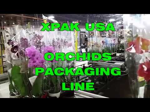 ORCHIDS PACKAGING LINE - GREEN CIRCLE GROWERS