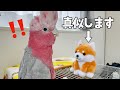 まねっこ豆柴vs会話する天才オウムの衝撃結末‥【モモイロインコ】