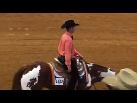 2017 APHA World Show Sr pleasure