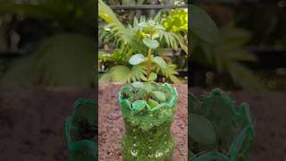 Jade Plant Grow With Cutting