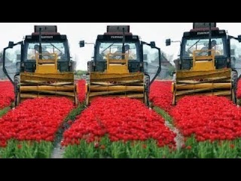 The Story of the Tulips | Planting to Harvest | One year at Maliepaard Bloembollen