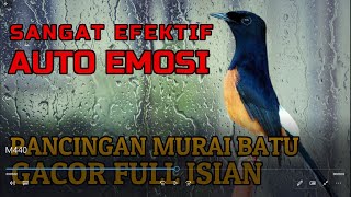 SANGAT EFEKTIF AUTO EMOSI✅✅ Pancingan Murai Batu Gacor Full Isian✅