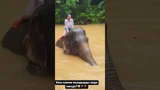 Как Ильсия добралась к слонам в джунглях