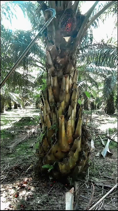 baru tahu ada alatan sawit tersangat tajam #buahsawit #sawitbuahpasir #kerjaladang #muatsawitkeram