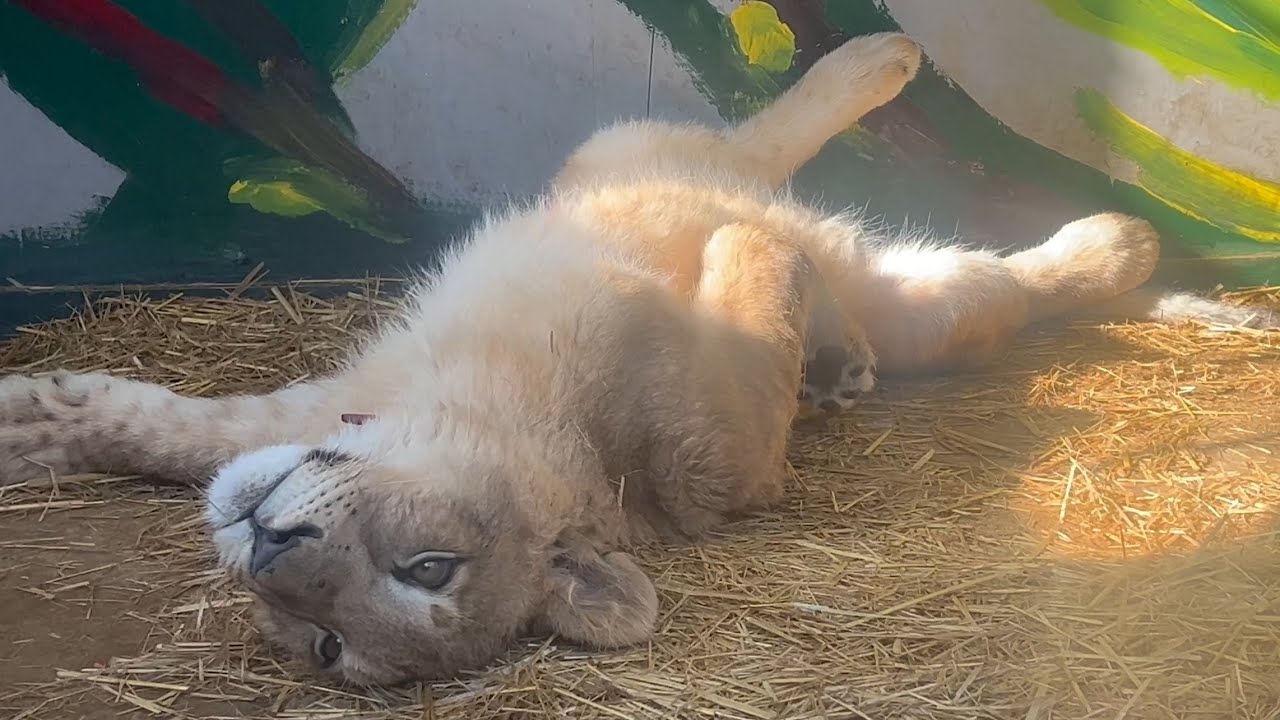 ライオンの赤ちゃん　ルナちゃん　【しろとり動物園】Lion Luna-chan Shirotori Zoo