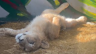 ライオンの赤ちゃん　ルナちゃん　【しろとり動物園】Lion Luna-chan Shirotori Zoo