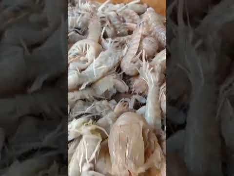 أسماك البحرين اسعار وعروض اليوم الثلاثاء